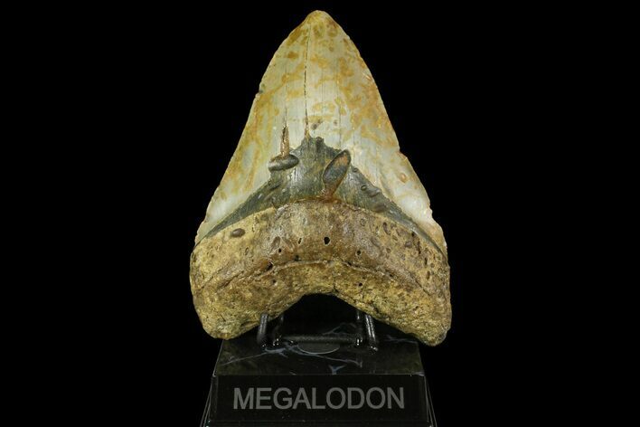 Massive, Fossil Megalodon Tooth - North Carolina #158238